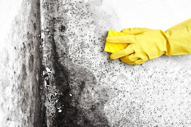Best Mold Removal Process  in Old Brookville, NY