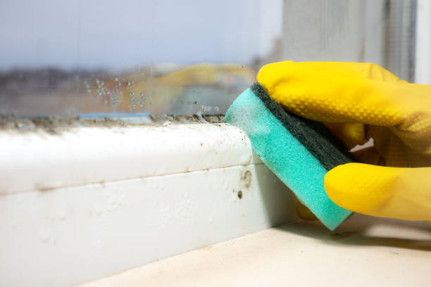 Best Commercial Mold Removal  in Old Brookville, NY