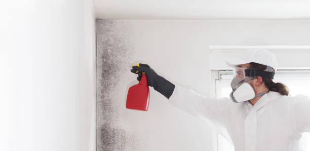Mold Testing and Removal in Old Brookville, NY