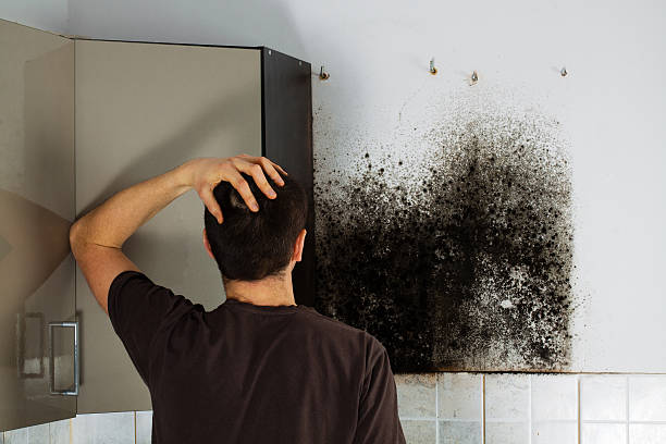 Best Commercial Mold Removal  in Old Brookville, NY