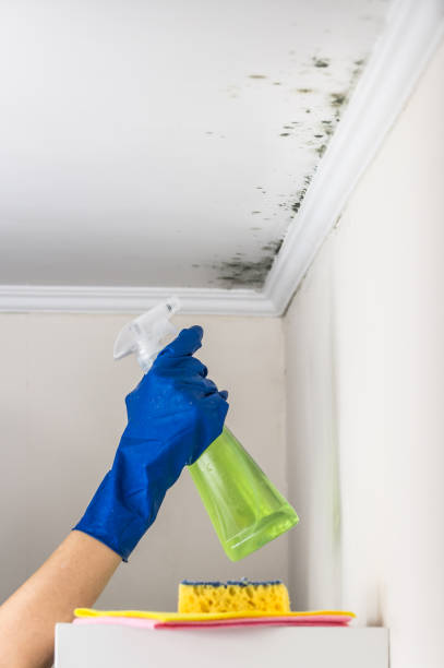 Mold Removal Process in Old Brookville, NY