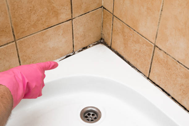 Best Crawl Space Mold Removal  in Old Brookville, NY